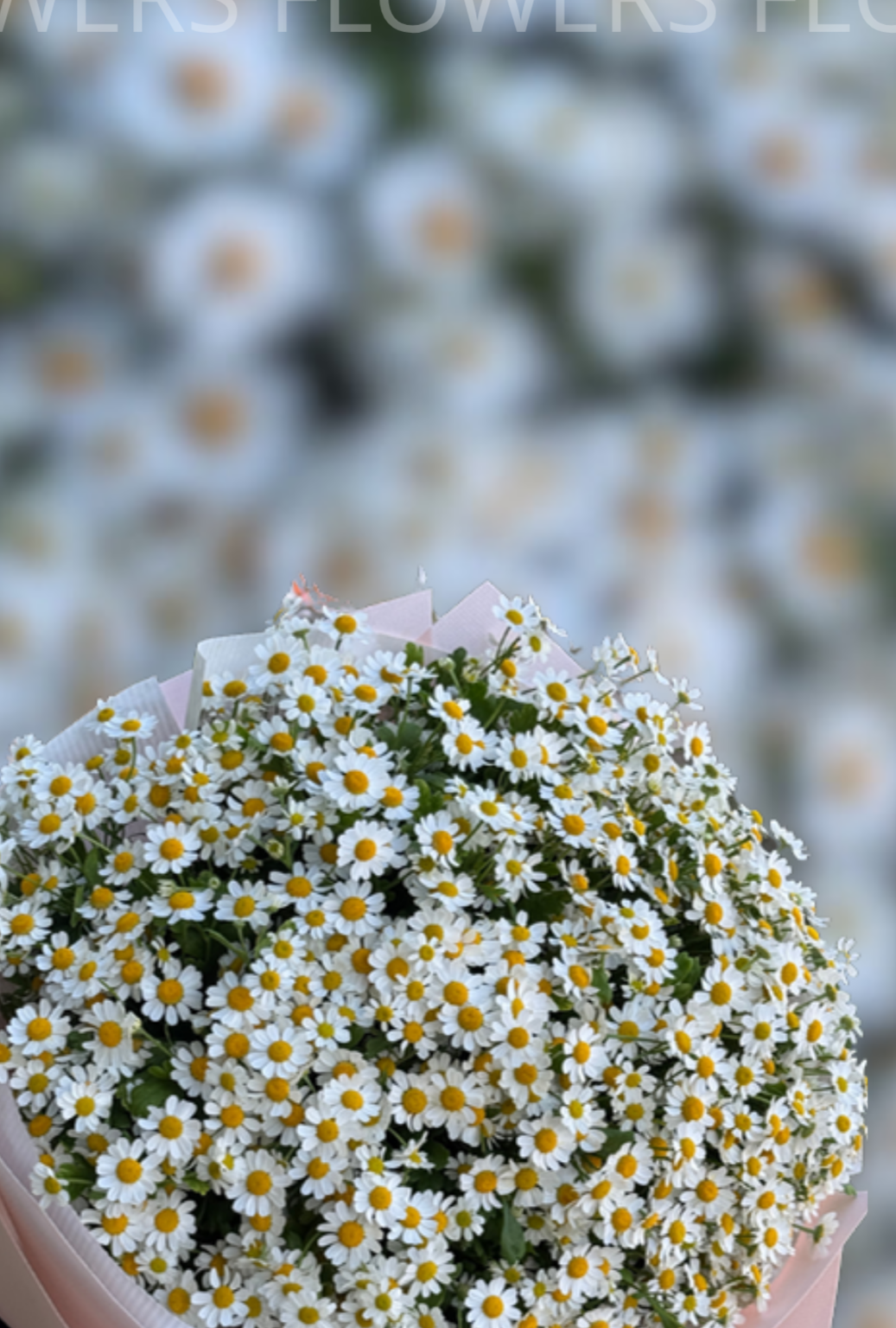 Flowers Kato