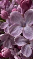 Flowers Kato